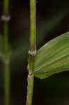 Bosc's panicgrass